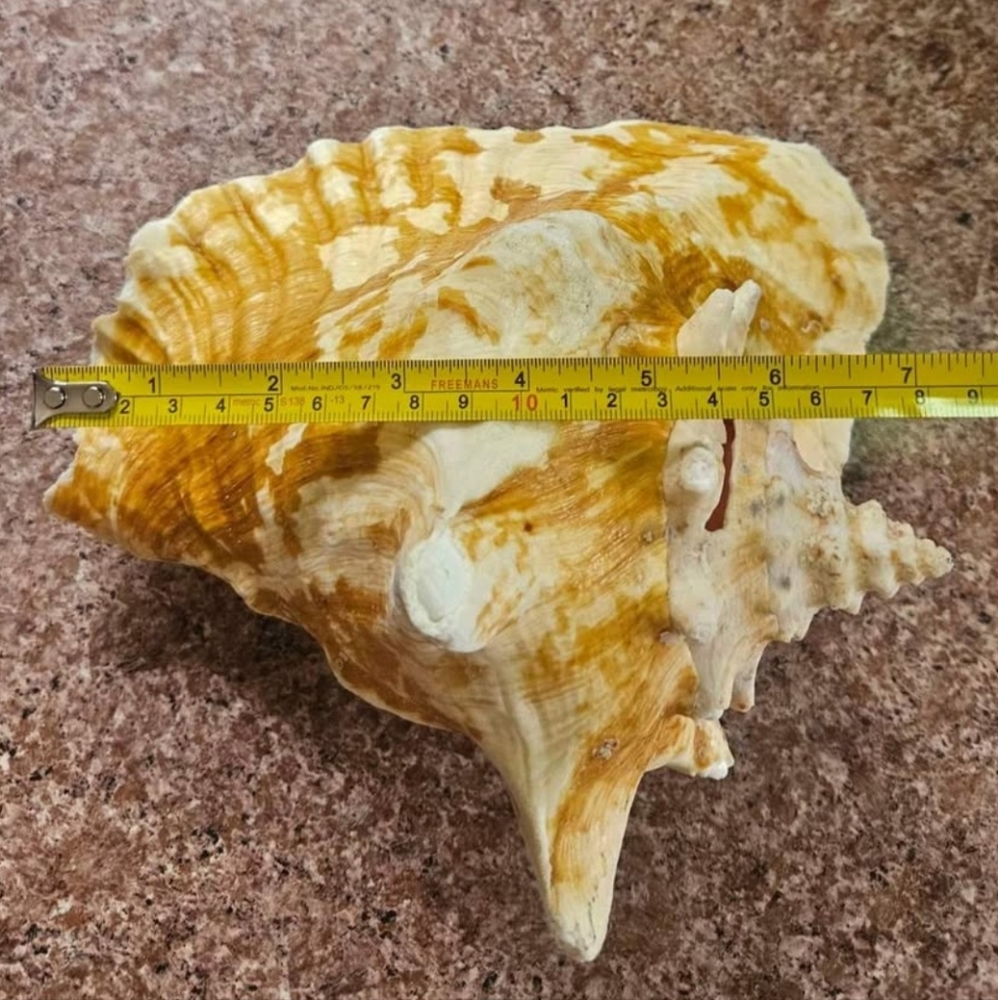 Natural Shell, Vintage - Picture 7 of 10